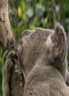 دانلود زیرنویس فارسی  TVEpisode 2012 Cracking the Koala Code